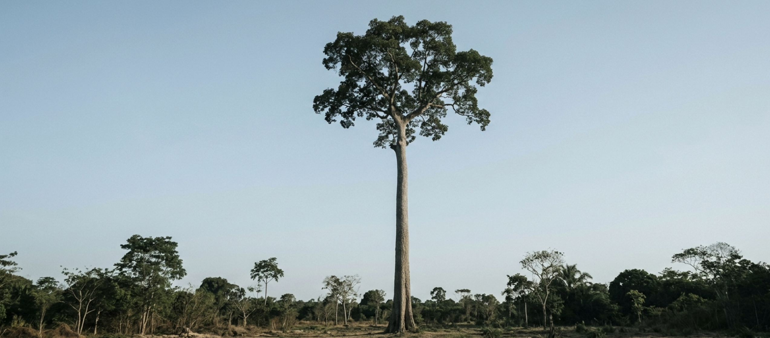 Castanheira-do-Pará — Bertholletia excelsa